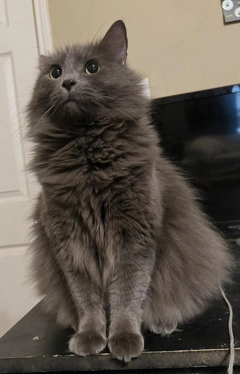 An adult medium-sized female Gray / Blue / Silver Domestic Long Hair cat named Belle for adoption in Bangs, TX