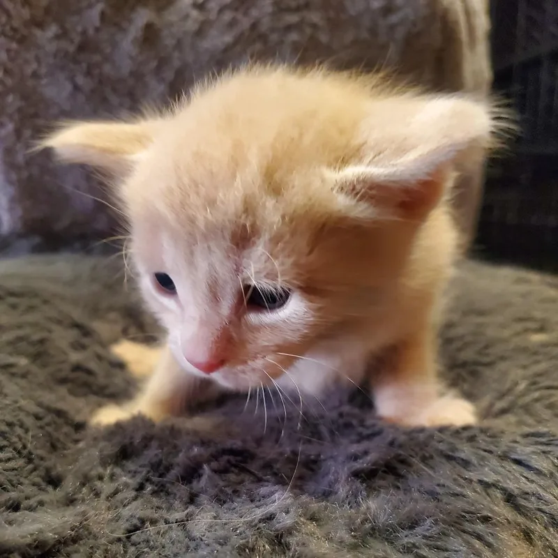A baby small-sized male Orange / Red Domestic Short Hair cat named Littleo for adoption in Normal, IL