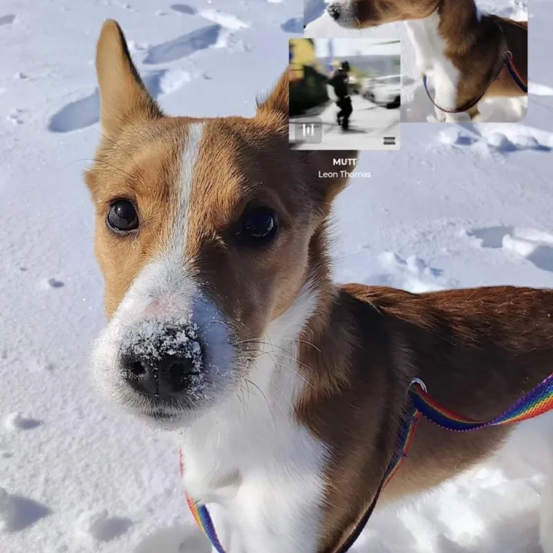An adult small-sized male Golden Cardigan Welsh Corgi dog named Cody for adoption in Tulsa, OK