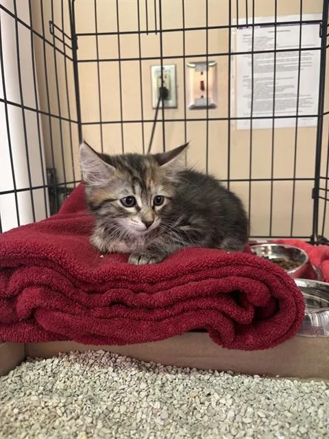 A baby small-sized female Domestic Medium Hair cat named Boo for adoption in Rancho Cucamonga, CA