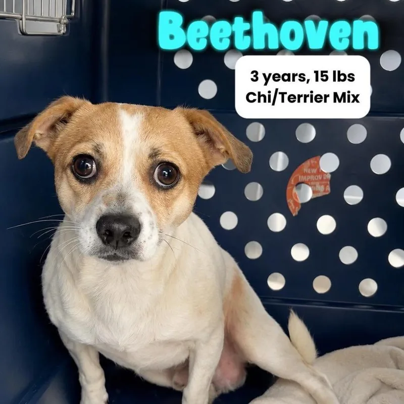 Beethoven thumbnail 2