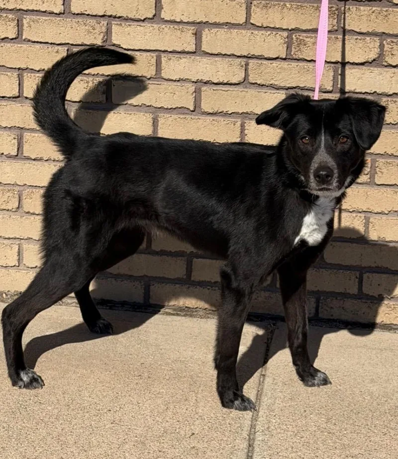 An adult medium-sized female Black Shepherd dog named Nebula for adoption in Columbus, NE