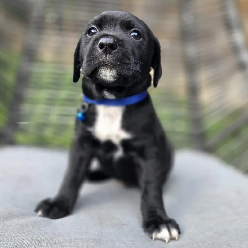 A baby medium-sized male Black Retriever dog named Chippy Dippy Dopey Duck for adoption in Chattanooga, TN