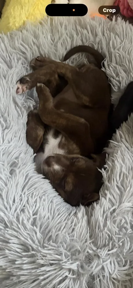 A baby medium-sized female Tricolor (Brown, Black, & White) Mixed Breed dog named Mable for adoption in Clinton Township, MI