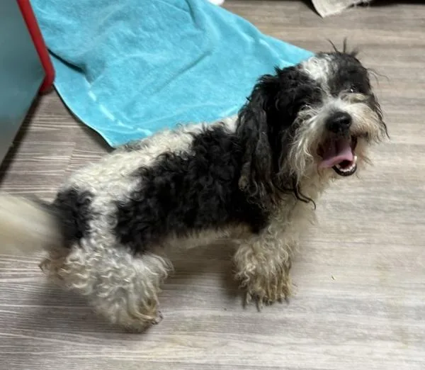 An adult small-sized male Schnauzer dog named Chocolate for adoption in Oceanside, CA