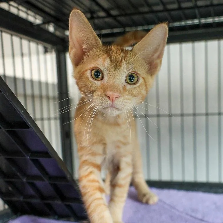 A baby small-sized male Orange / Red Domestic Short Hair cat named Nickelodeon for adoption in Bradenton, FL