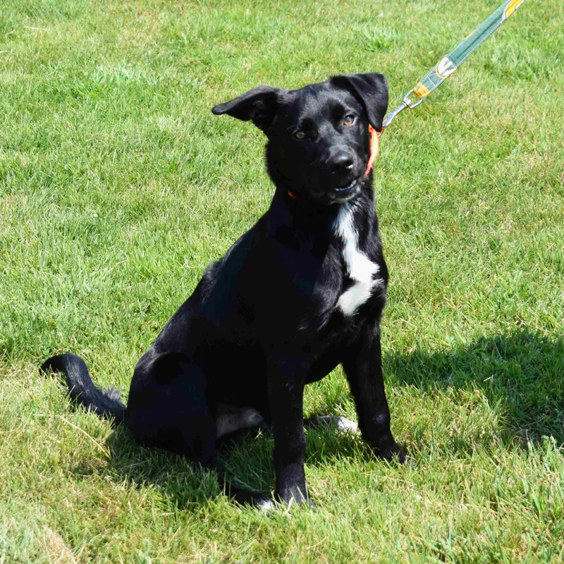 A baby medium-sized male Black Mixed Breed dog named Buck for adoption in Searcy, AR