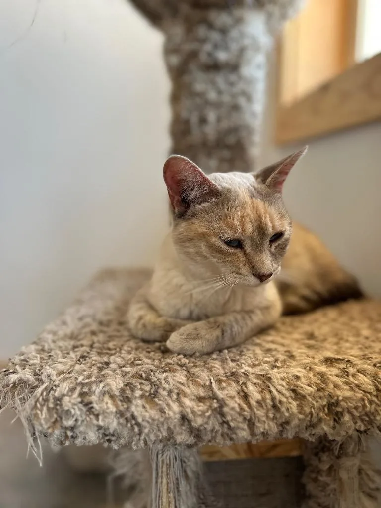 A baby medium-sized female Domestic Short Hair cat named Oatmeal for adoption in Rice Lake, WI