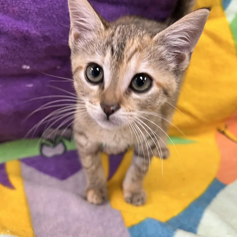 A young medium-sized female Tabby (Brown / Chocolate) Domestic Short Hair cat named Nebula for adoption in Bear, DE