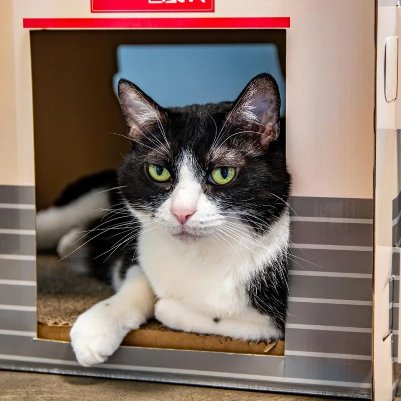 A senior large-sized female Black Domestic Short Hair cat named Zora for adoption in Houston, TX