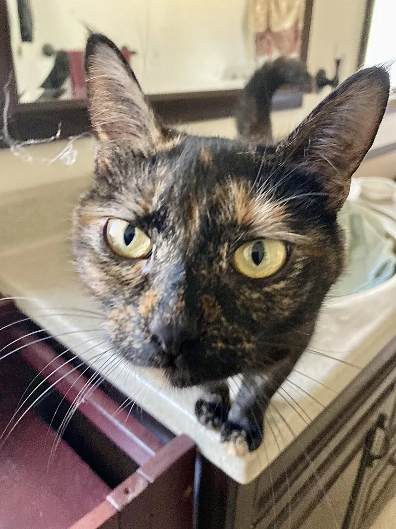 Esmeralda thumbnail 2