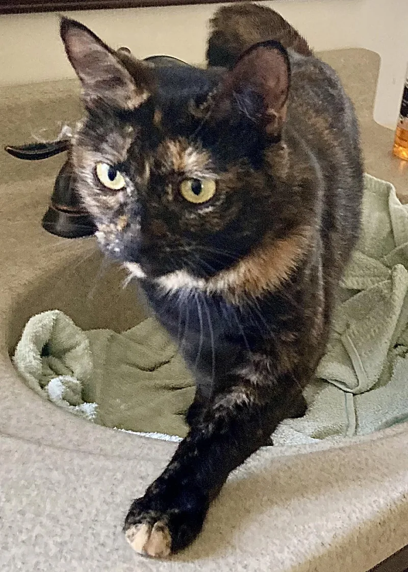 Esmeralda thumbnail 3