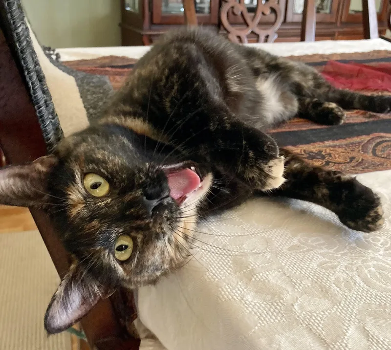 A young medium-sized female Tortoiseshell Domestic Short Hair cat named Esmeralda for adoption in Rocky Hill, CT