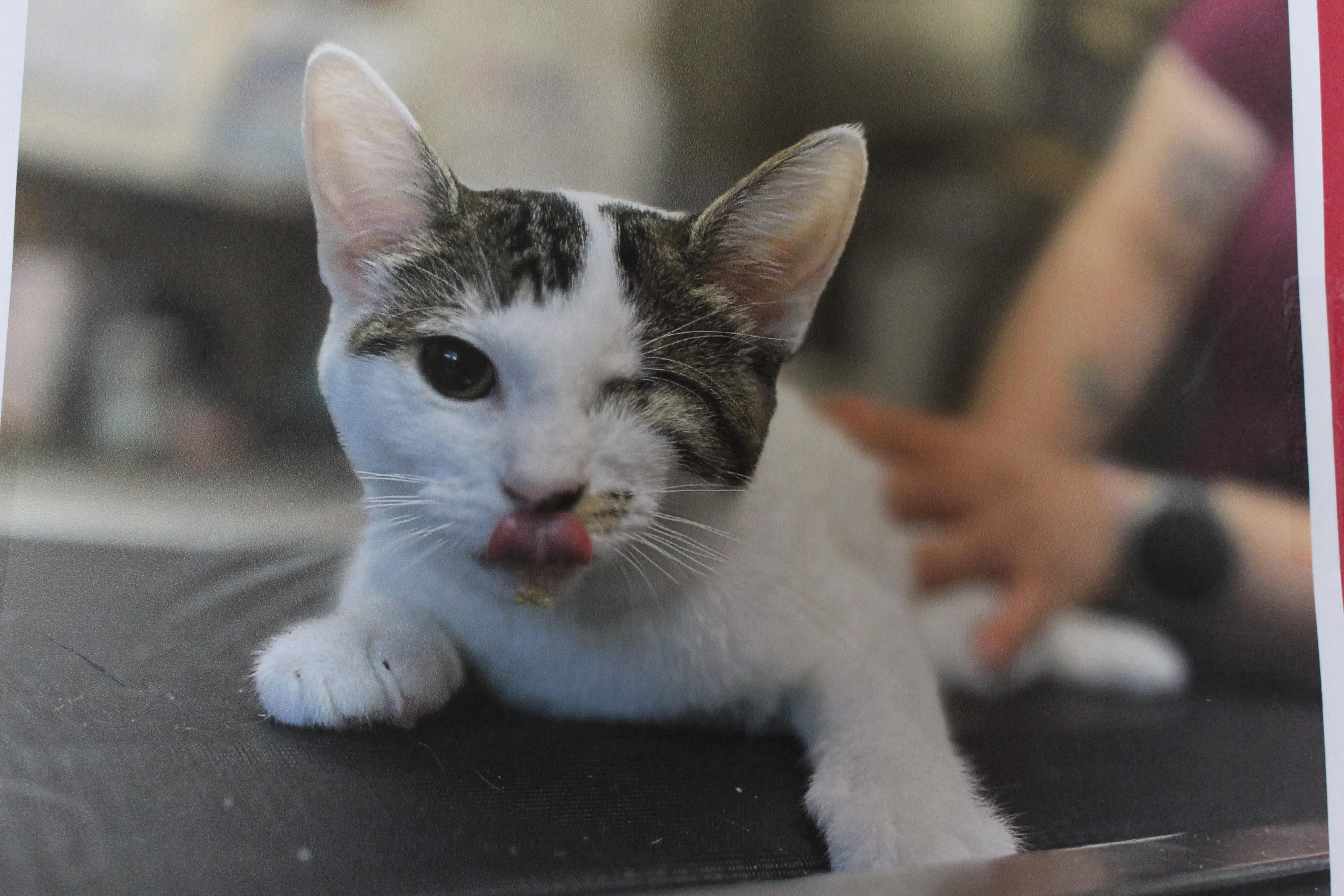 A baby large-sized female White Domestic Short Hair cat named 0822-2609 for adoption in Turlock, CA
