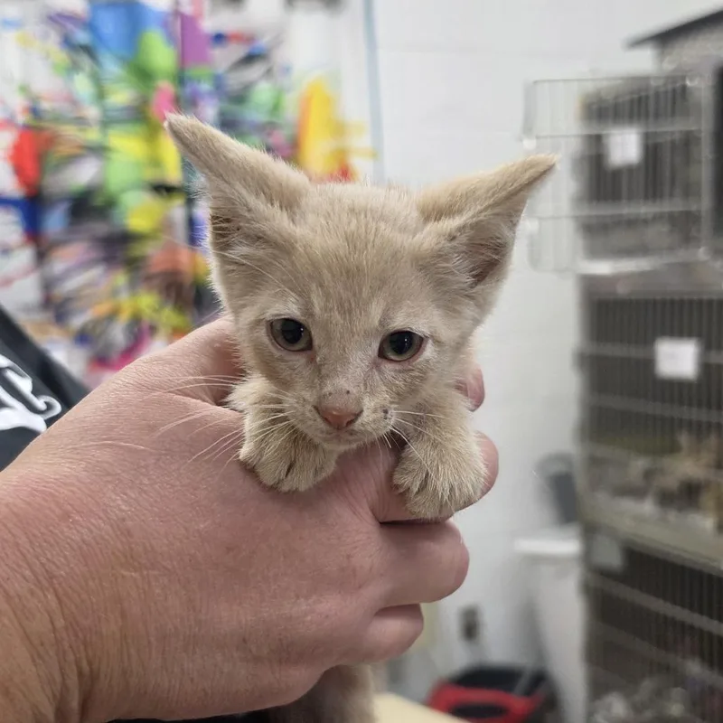 A baby small-sized female Buff / Tan / Fawn Domestic Short Hair cat named Olive for adoption in Ardmore, OK