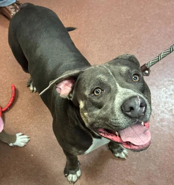 An adult large-sized male Pit Bull Terrier dog named Tarzan for adoption in Oakland, CA