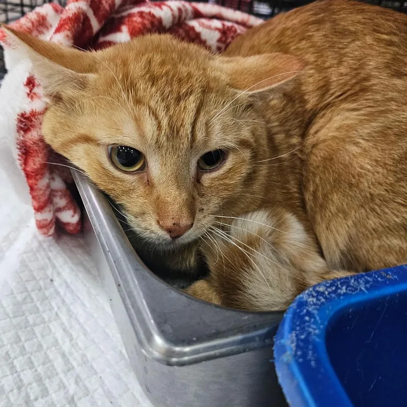 A young small-sized male Orange / Red Domestic Short Hair cat named Pine Sol for adoption in Hattiesburg, MS