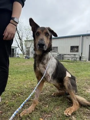 Benedict thumbnail 2