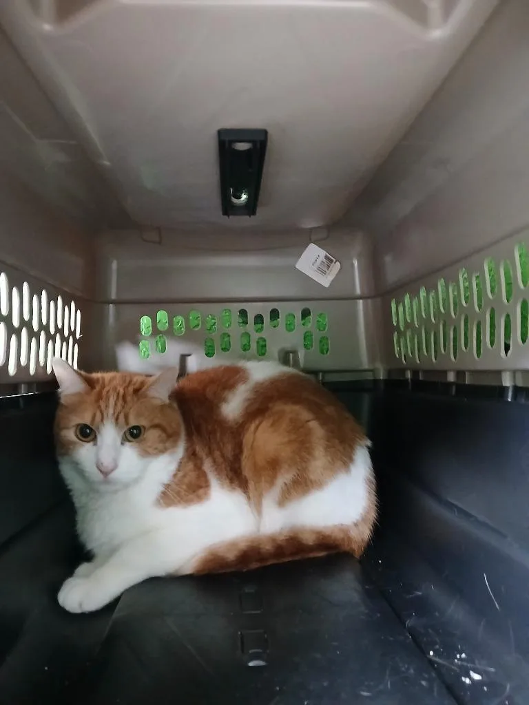 A young small-sized male Domestic Short Hair cat named Steven for adoption in Fort Worth, TX