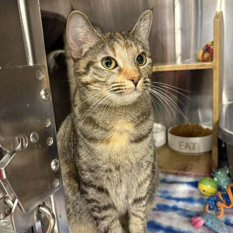 A young medium-sized female Torbie cat named Ristra for adoption in Warr Acres, OK