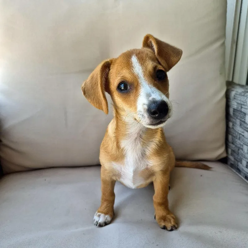 A baby small-sized female Tricolor (Brown, Black, & White) Chihuahua dog named Farrah for adoption in Orlando, FL