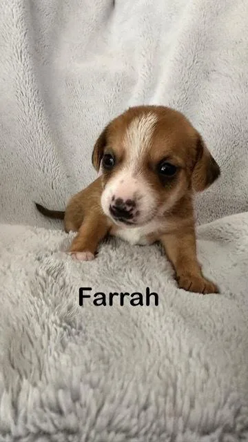 Farrah thumbnail 5