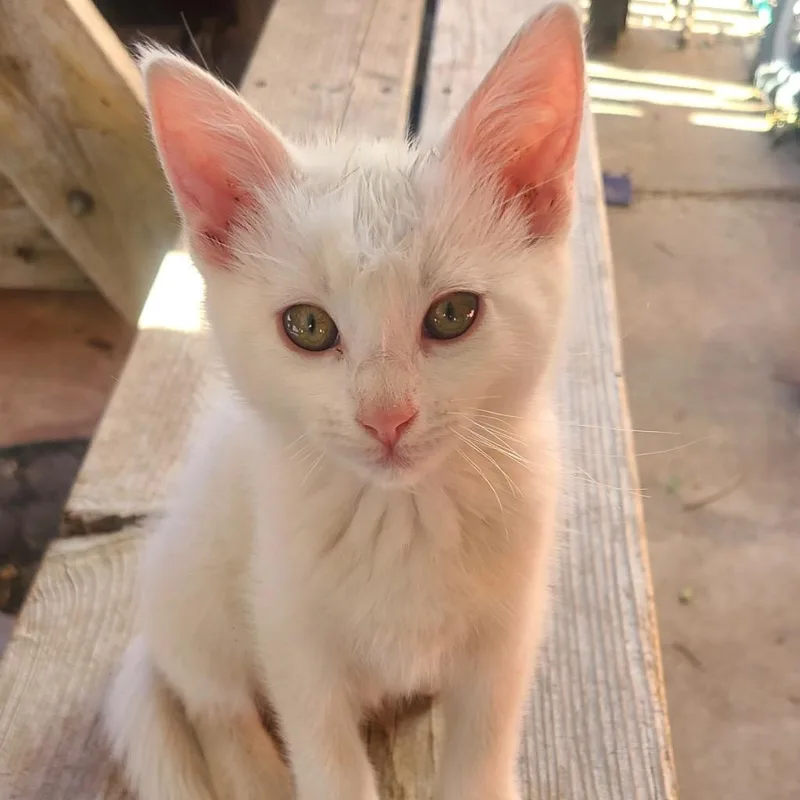 A baby small-sized male Domestic Short Hair cat named Larry for adoption in Ogden, UT
