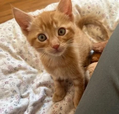 A baby large-sized male Orange & White Tabby cat named Little Tuck for adoption in Eagle Point, OR