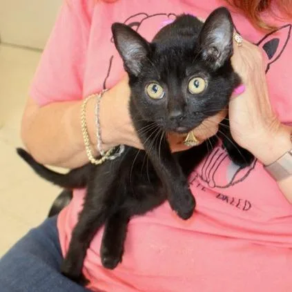 A baby small-sized female Black Domestic Short Hair cat named Grease for adoption in Birmingham, AL