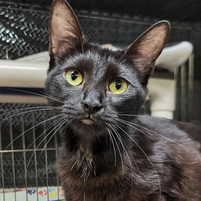 A young small-sized female Black Domestic Short Hair cat named Storm for adoption in West Jefferson, OH