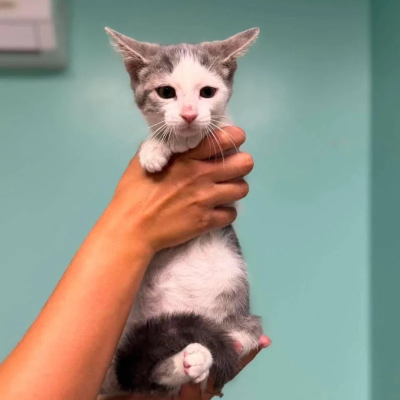 A baby small-sized female Gray / Blue / Silver Domestic Short Hair cat named Nessa in Chestertown  for adoption in Alexandria, VA