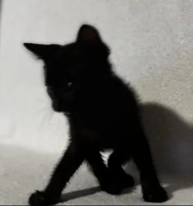 A baby medium-sized male Black Domestic Short Hair cat named Jett for adoption in Liverpool, TX