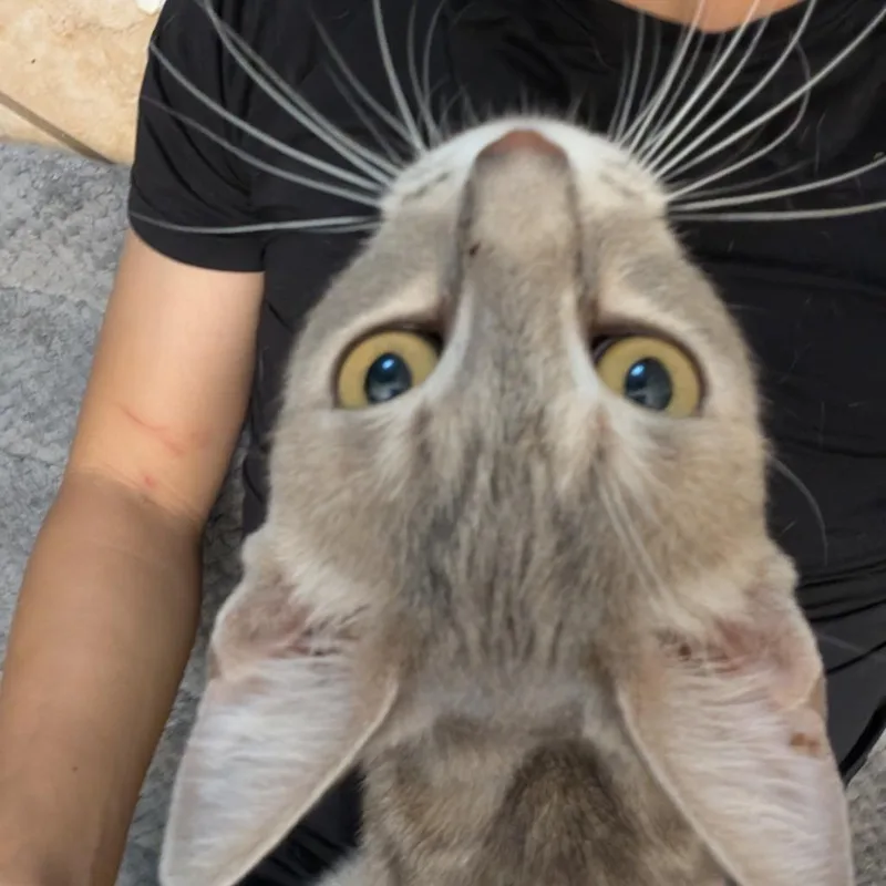 A young small-sized female Gray / Blue / Silver Domestic Short Hair cat named Jaune for adoption in Long Beach, CA