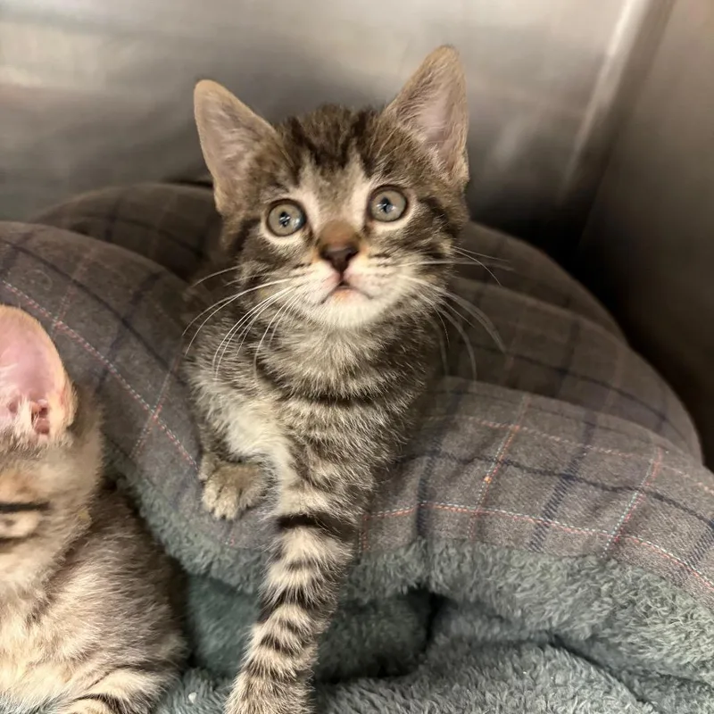 A baby small-sized female Brown / Chocolate Domestic Short Hair cat named Cheerio for adoption in Birdsboro, PA