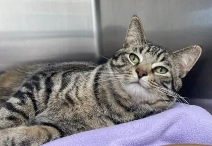 An adult medium-sized male Tabby (Gray / Blue / Silver) Domestic Short Hair cat named Spunky for adoption in Tinley Park, IL