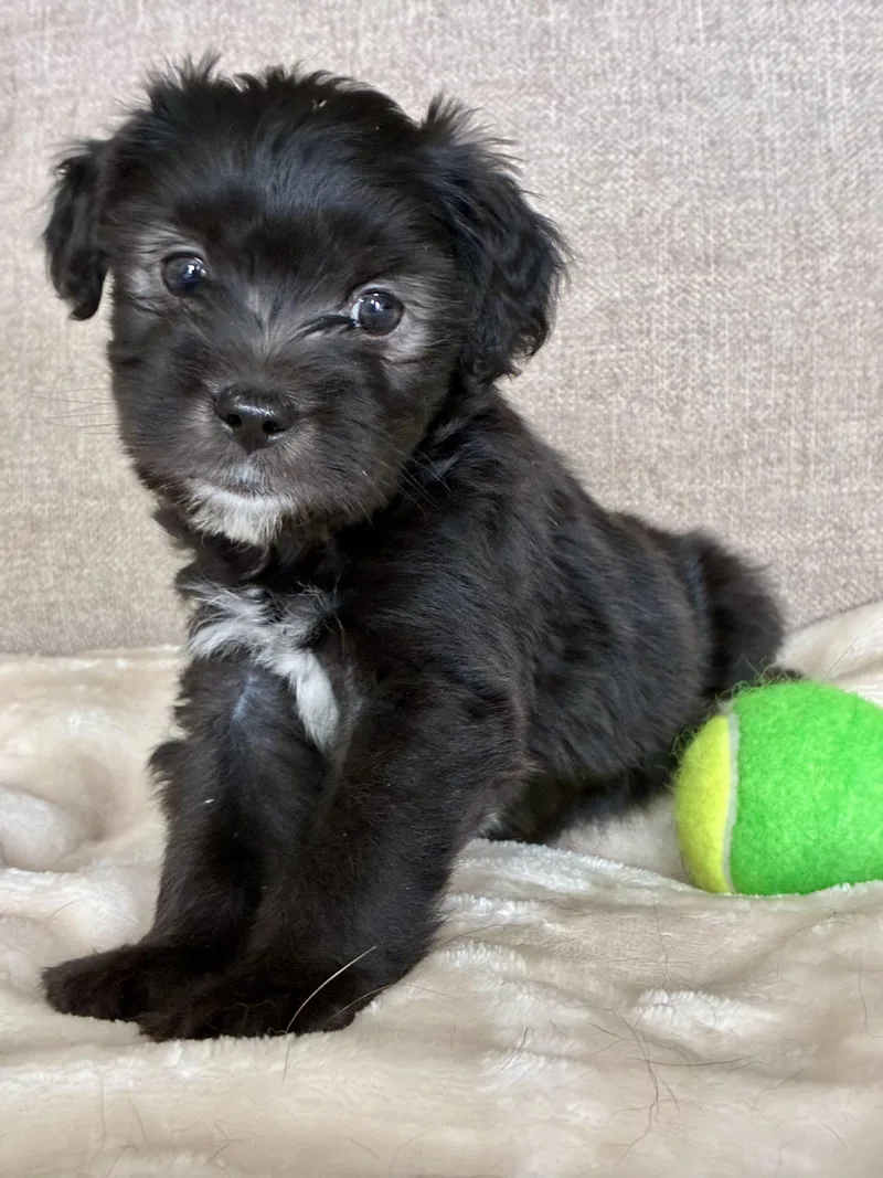 A baby small-sized male Black Yorkshire Terrier dog named Kenny Rogers for adoption in Rock Hill, SC