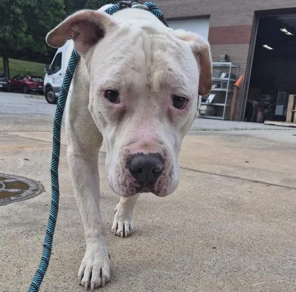 An adult large-sized male Pit Bull Terrier dog named Pen Weedow for adoption in Lawrenceville, GA