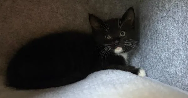 A baby small-sized male Black & White / Tuxedo Domestic Short Hair cat named Willow for adoption in Greensboro, NC