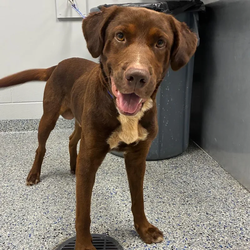 An adult large-sized male Brown / Chocolate Mixed Breed dog named Charlie for adoption in Greenville, SC