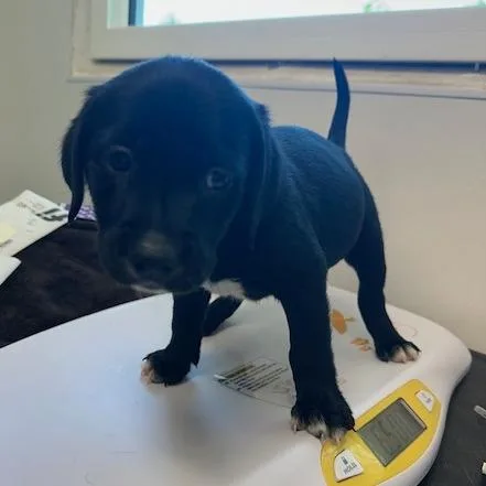 A baby small-sized male Black Black Labrador Retriever dog named Cody for adoption in Clearwater, FL