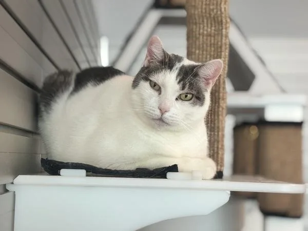 An adult medium-sized male Domestic Short Hair cat named Casa for adoption in Ridgewood, NY
