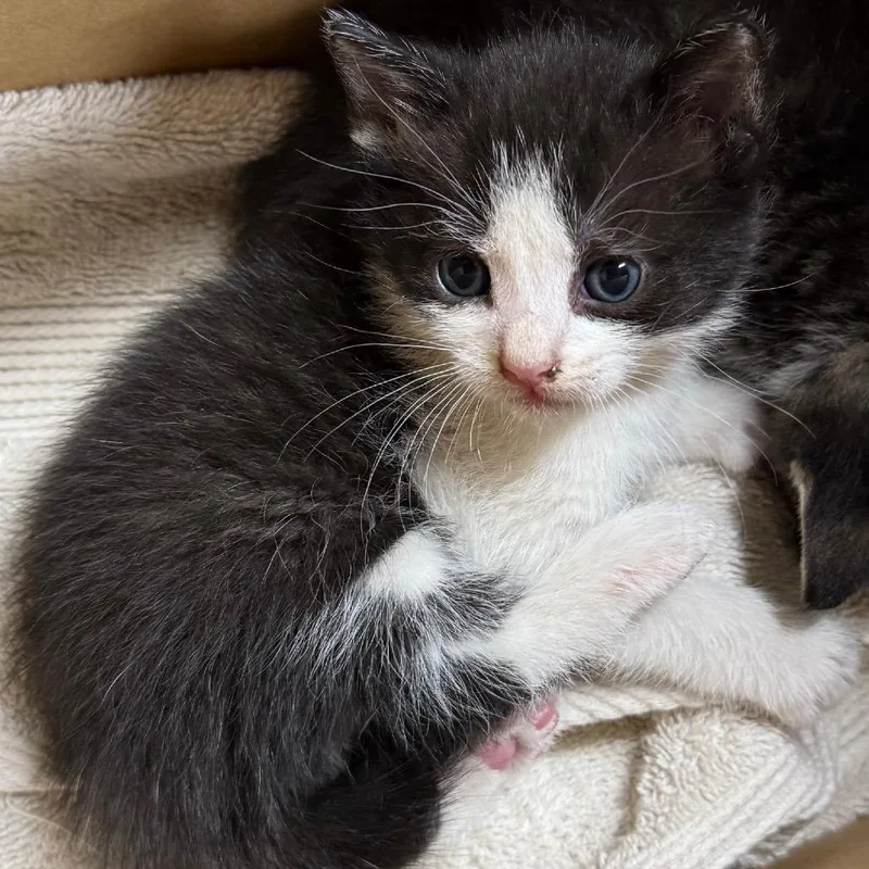 A baby small-sized male Black Domestic Short Hair cat named Chandler for adoption in Desert Hot Springs, CA