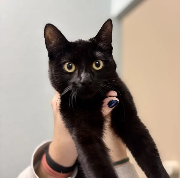 A young small-sized female Domestic Medium Hair cat named Ozzy Beans for adoption in Sioux City, IA