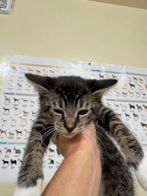 A baby small-sized male Domestic Short Hair cat named Marlboro Man for adoption in Fremont, CA