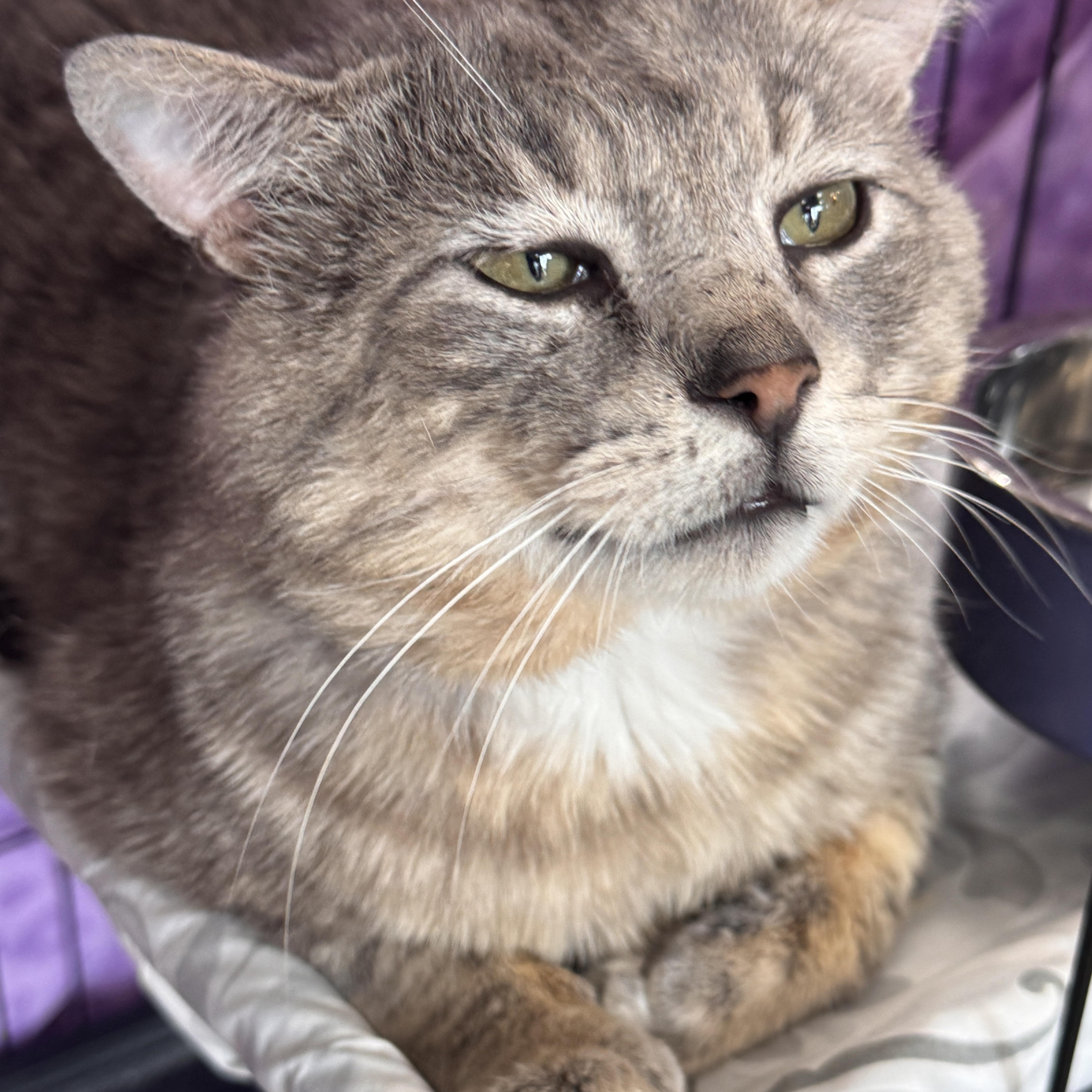An adult large-sized male Tabby (Gray / Blue / Silver) Domestic Short Hair cat named Mowgli for adoption in Mokena, IL