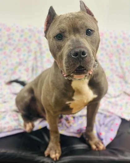 An adult large-sized male Mixed Breed dog named Apollo for adoption in West Chester, PA