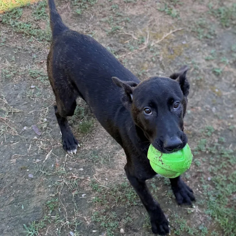 A young medium-sized male Black Shepherd dog named Tank for adoption in Summerdale, AL