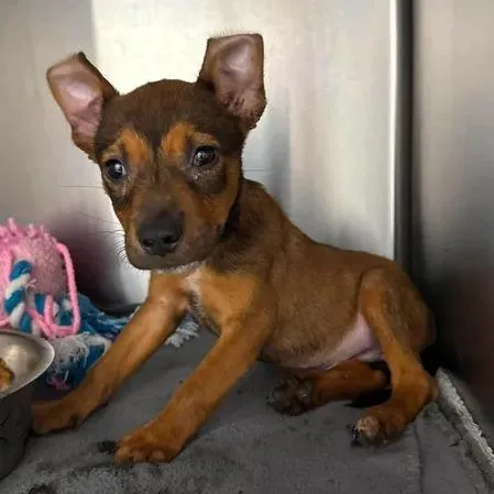 A baby small-sized male Brown / Chocolate Black Mouth Cur dog named Bush's Baked Beans for adoption in Beaumont, TX