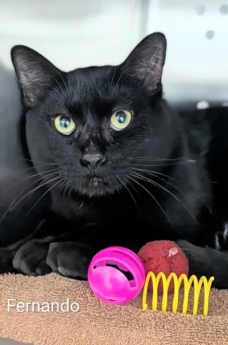 An adult medium-sized male Black Domestic Short Hair cat named Fernando for adoption in Flint, MI