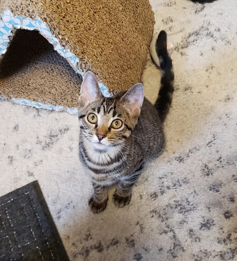 A baby medium-sized male Tabby cat named Piccolo for adoption in Cincinnati, OH